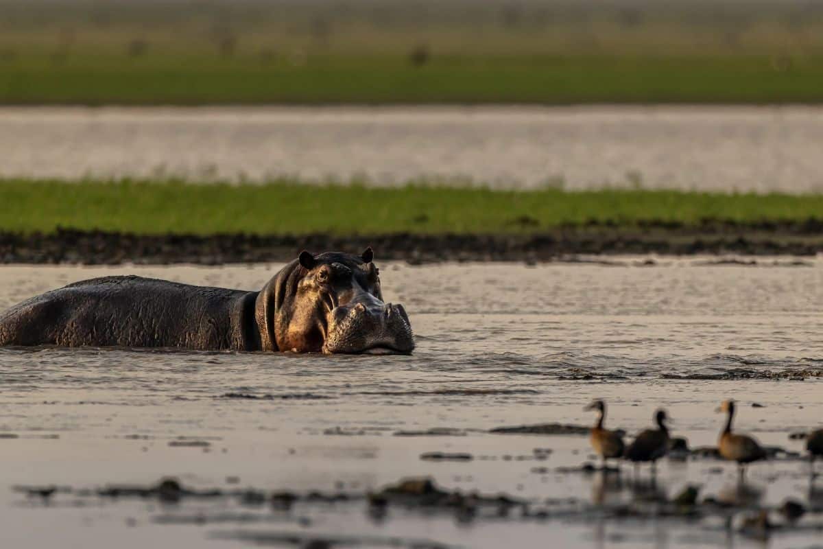 Hippo. Credits: Gorongosa