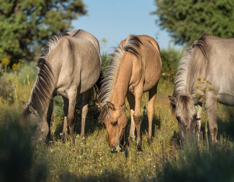 Sorraia horses