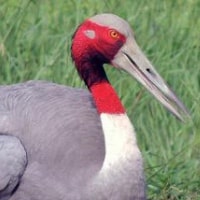 Sarus Crane wetland habitat in India