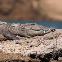Marsh crocodile species habitat in India