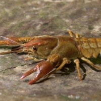 Native Crayfish in Freshwater habitat in the Central Apennines, Italy
