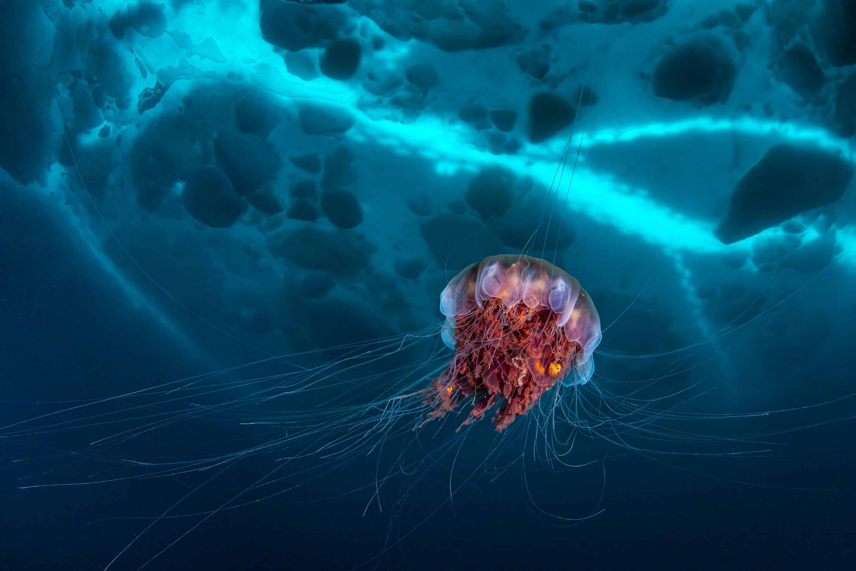 jellyfish in ocean