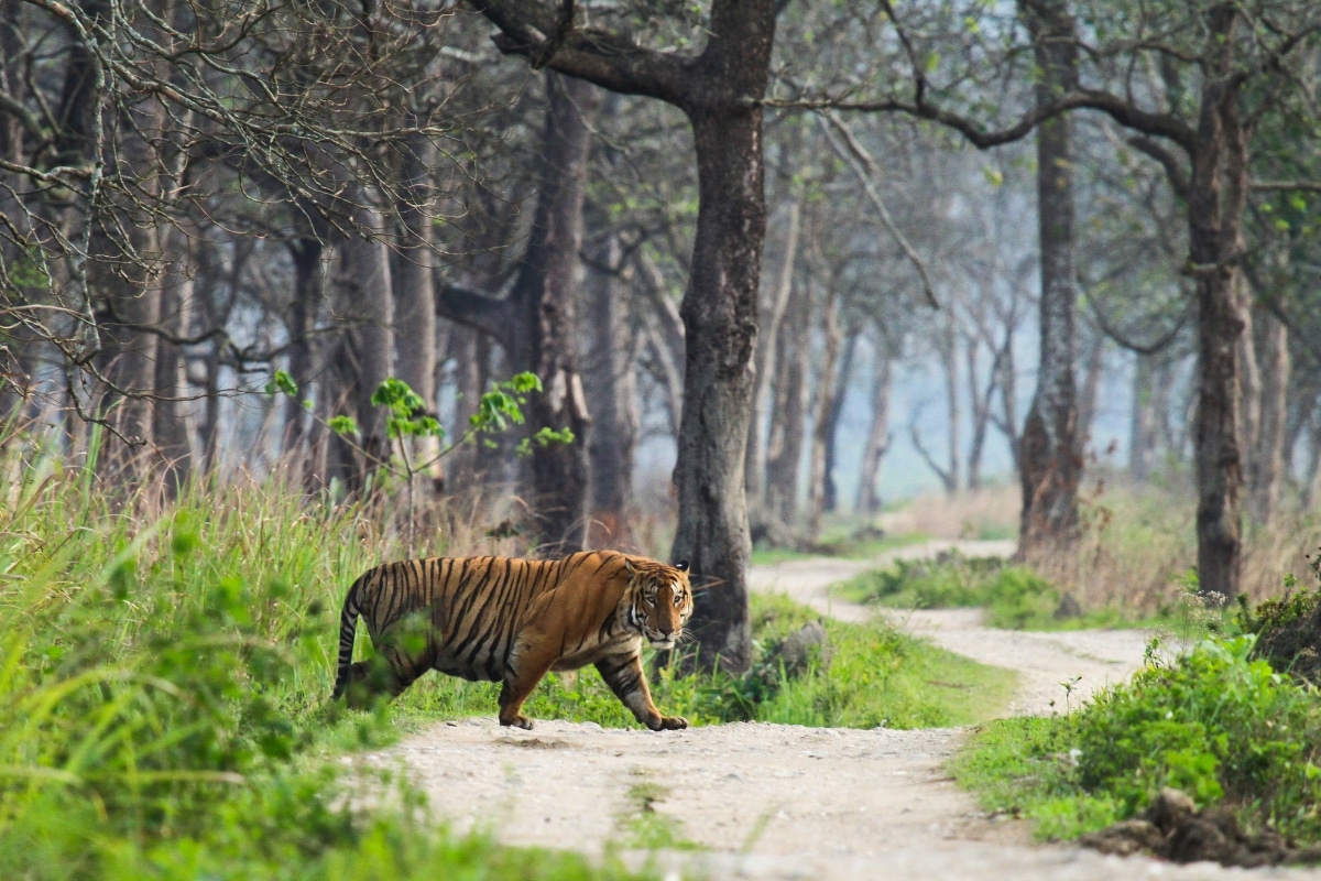Tiger on a forest track