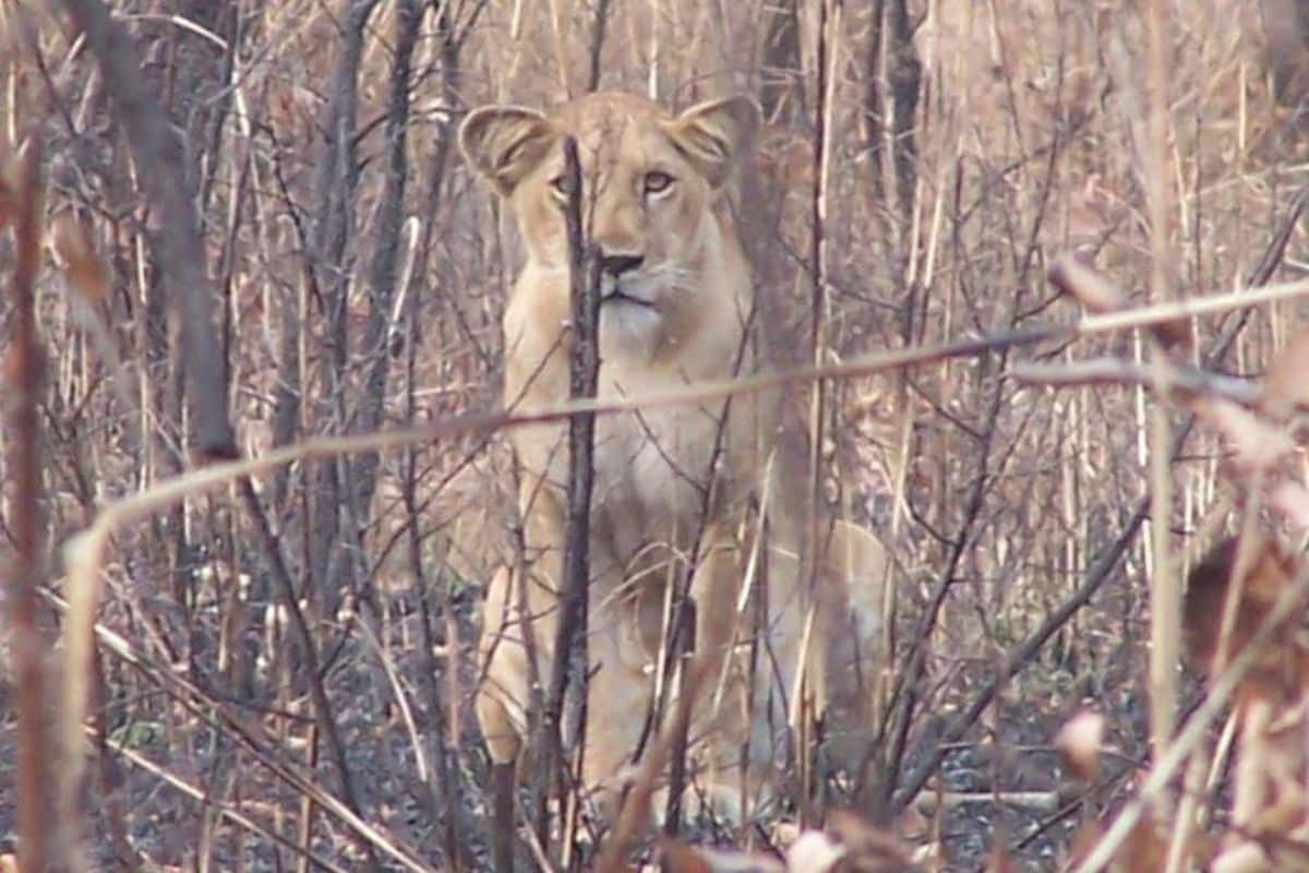 Lioness at Kainji. Photo credit: WACN.