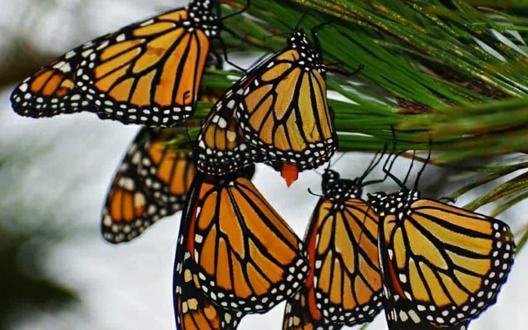 Little by little: Rewilding the microcosmos