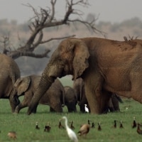 Herd of elephants surrounded by wildlife