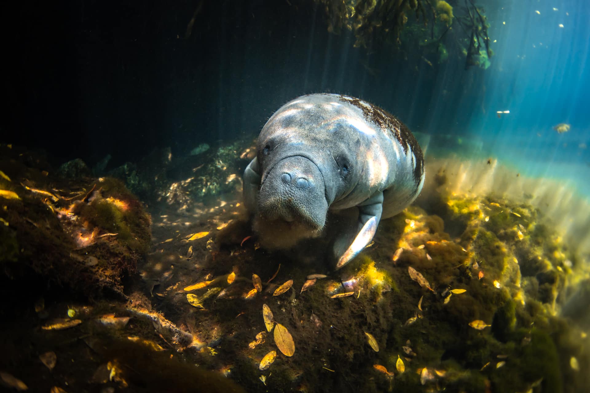 manatees in mangrove