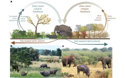 Megaherbivores provide biotic resistance against alien plant dominance