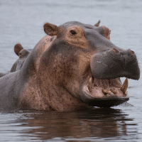 Murchison Falls wetlands