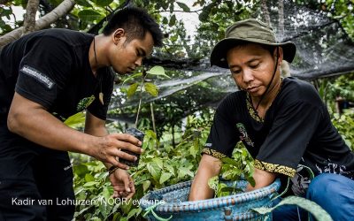 Restoring natural forests is the best way to remove atmospheric carbon