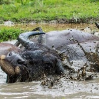 Water Buffalo managing swamp edges and submerged vegetation