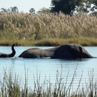 Okavango wetlands