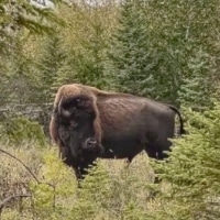 Bison in the wild