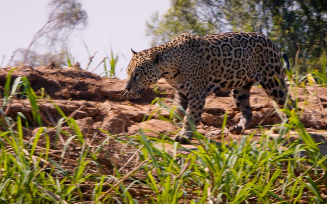 Pró-Onça Instituto: Protecting Jaguars and Empowering Women in Brazil