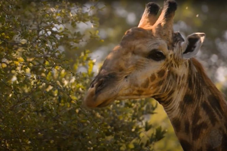 Giraffe on Peace Parks TV