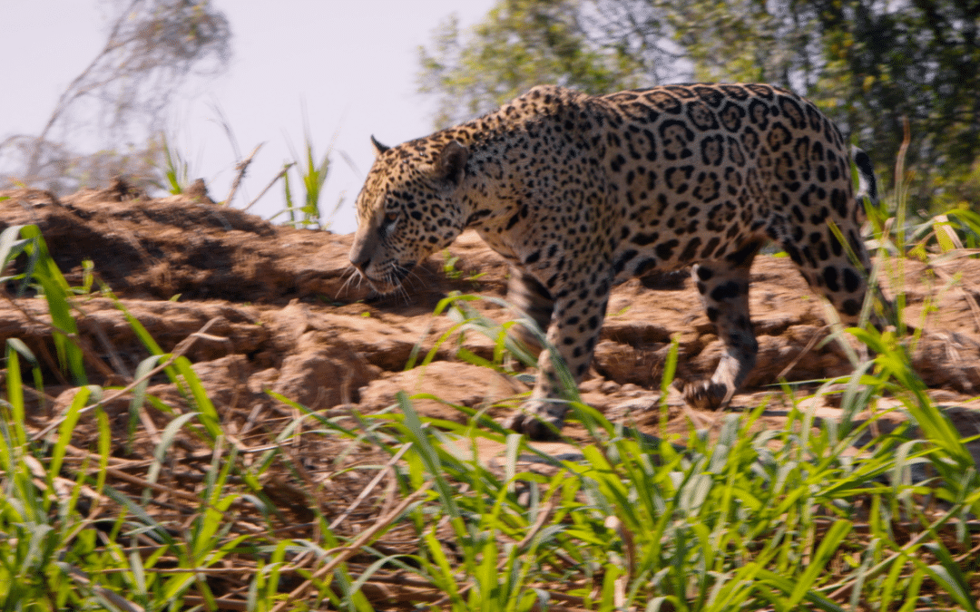 Pró-Onça Instituto: Protecting Jaguars and Empowering Women in Brazil