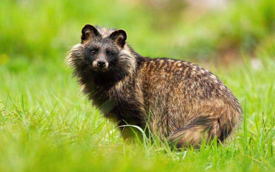 The Biodiversity Foundation: Inspiring a Wilder South Korea