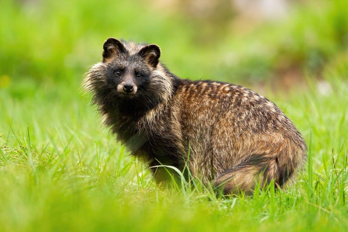 The Biodiversity Foundation: Inspiring a Wilder South Korea