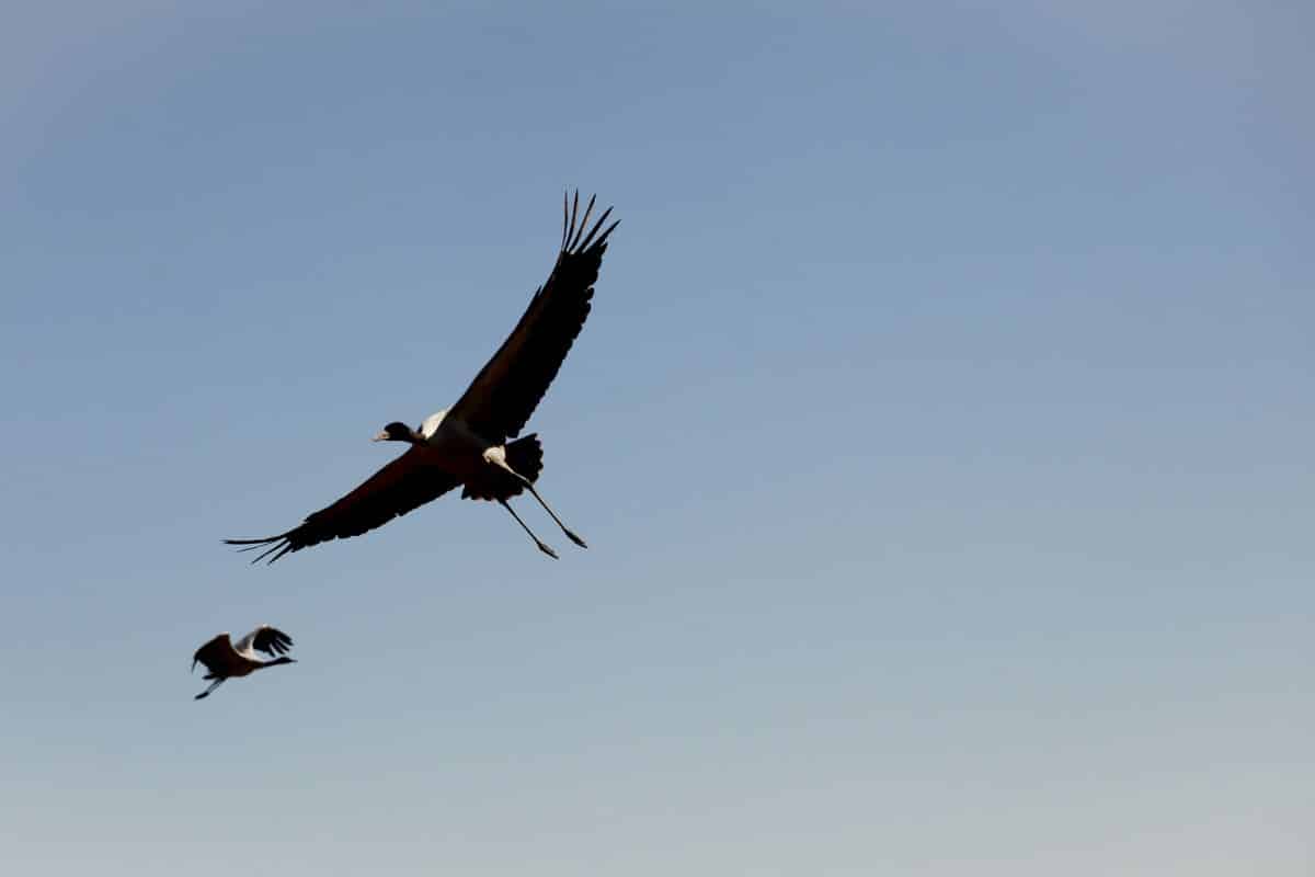 Red Crowned Crane - Grus Japonensis. Credit: Xiefei from Getty Images