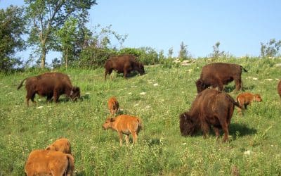 Bison outperform cattle at restoring their home on the range