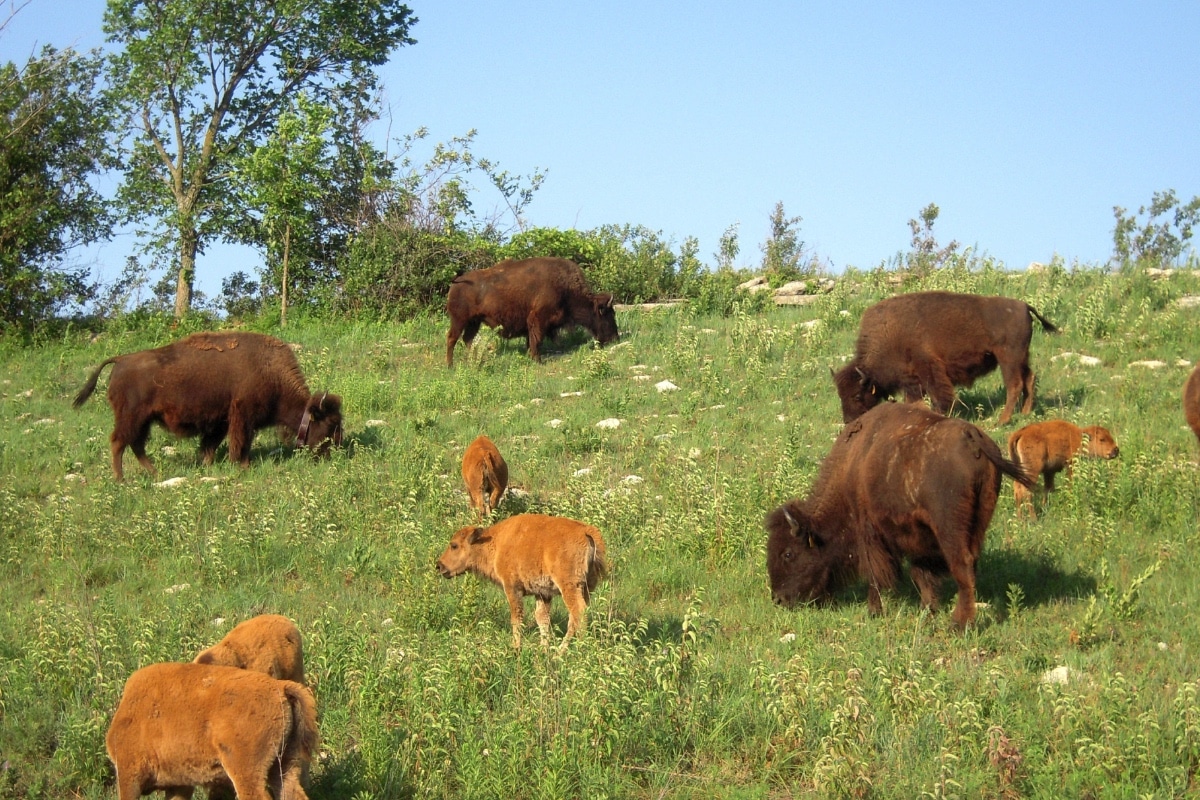 Bison on grassland