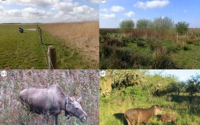 Trophic rewilding: impact on ecosystems under global change