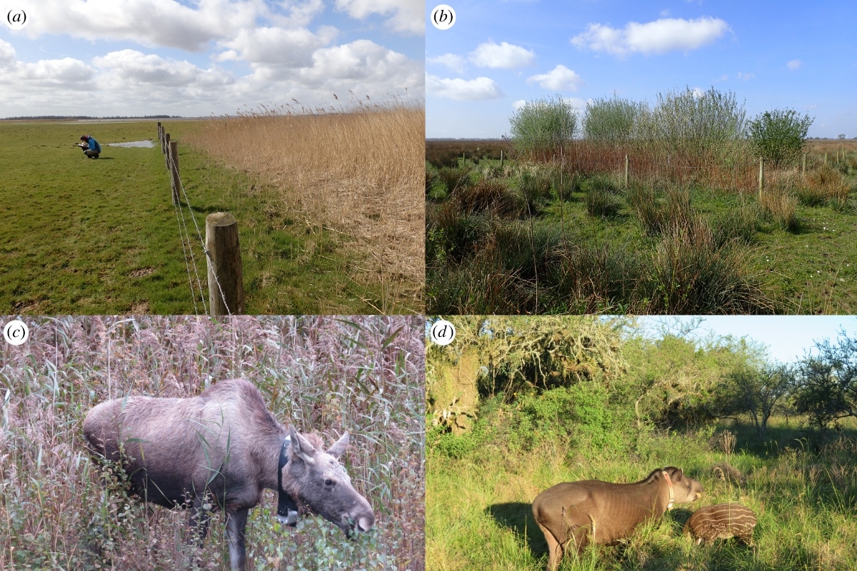 Multi species restoration examples