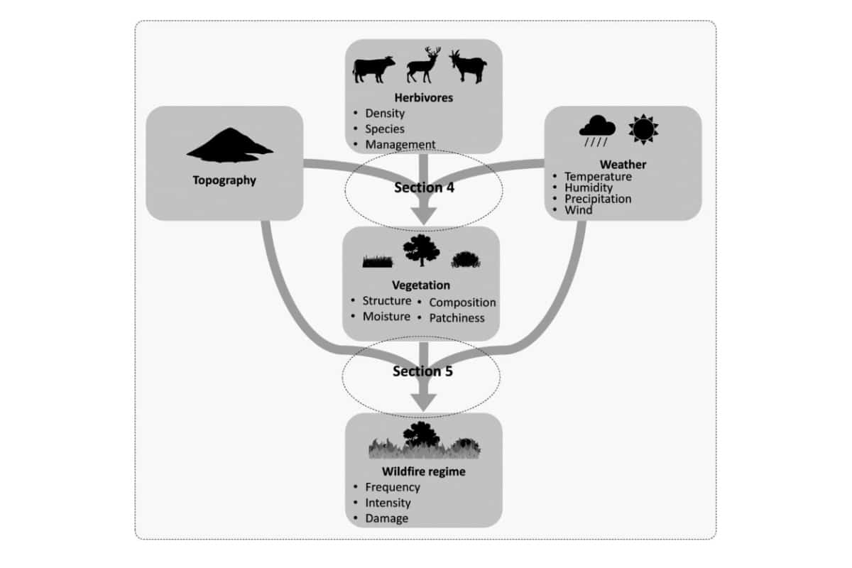 Flowchart showing herbivores reducing fuel loads and wildfire severity