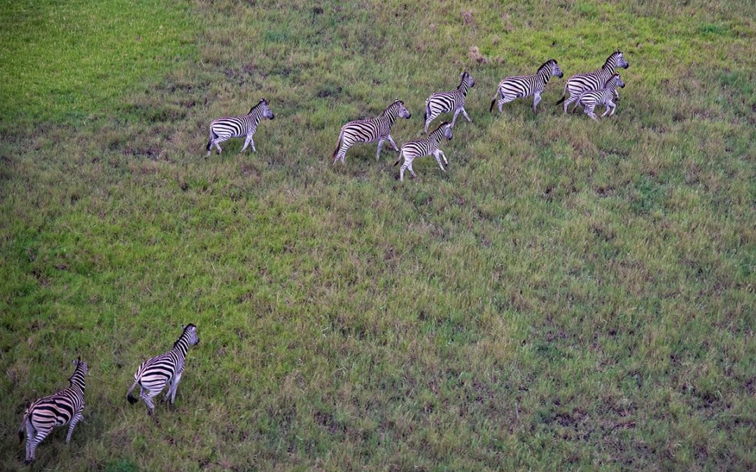 Rewilding in the Wake of Civil War: Maputo National Park