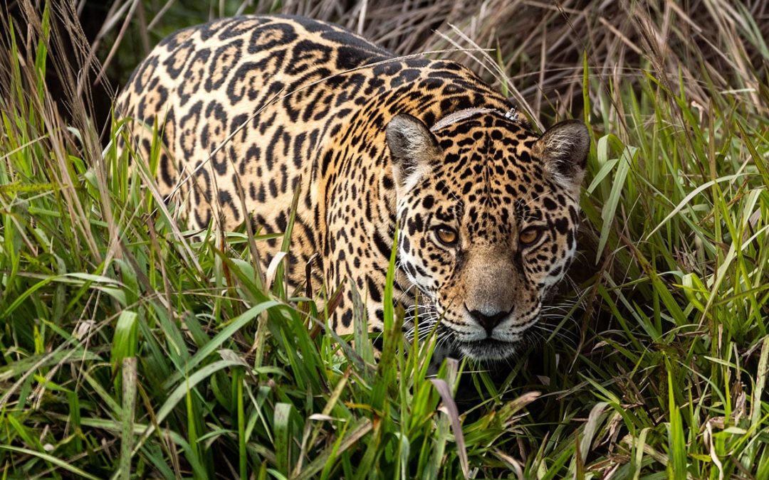 A jaguar