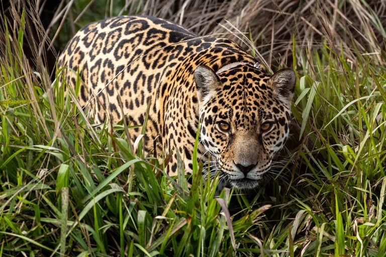 A jaguar