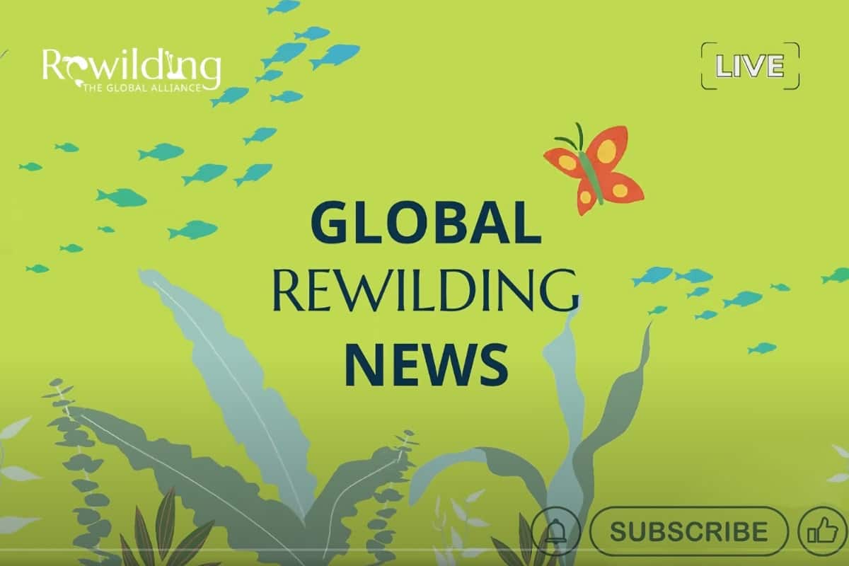 Global Rewilding News