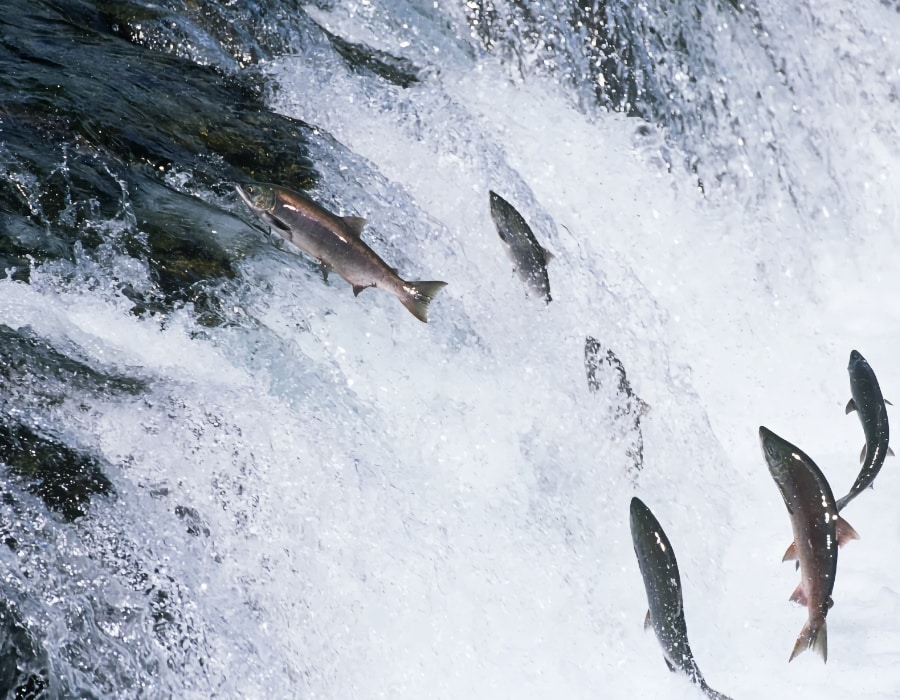 Klamath river salmon