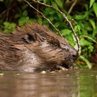 Eurasian beaver in wetland habitat in Scotland