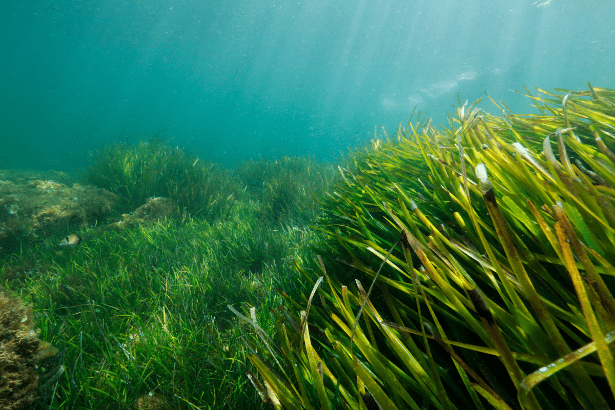 seagrass