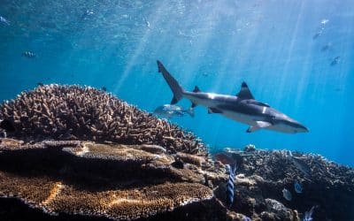 Fisheries and Marine Carbon Processes in the Context of Climate Change, a new report for World Ocean Day