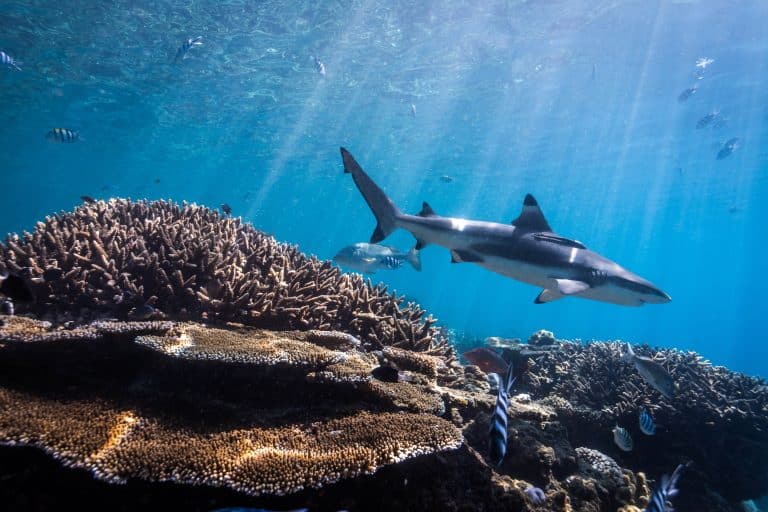 shark