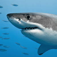 Shark wetlands
