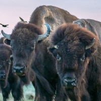 Bison