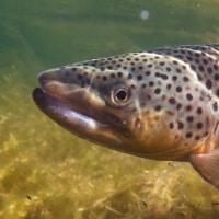 brown trout