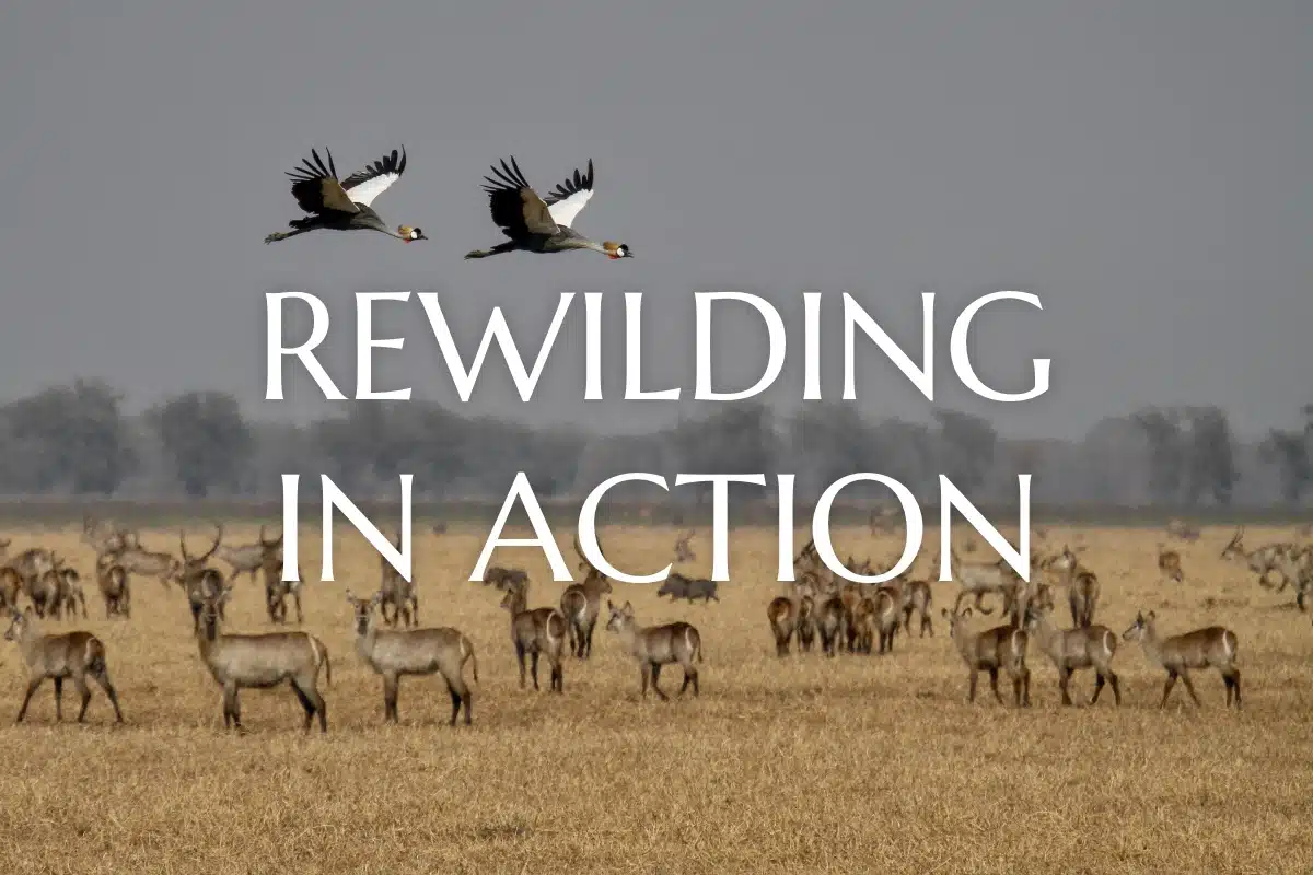 Rewilding in Action - theme focused working groups cover banner