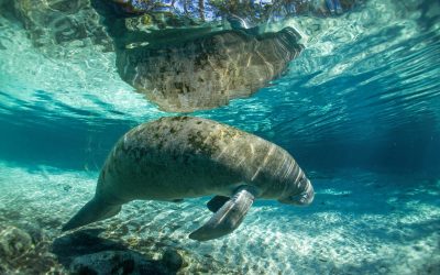 Community-led rewilding in India, Belize and the Democratic Republic of Congo