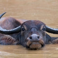 Danube Delta wetland habitat with Water Buffalo in Ukraine