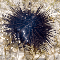 Urchin wetlands
