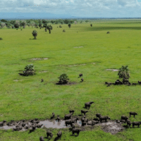 Urema wetlands