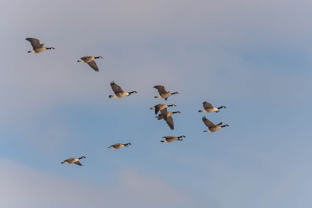 "Geese