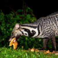 A Civet hunting in the U Minh wetland habitat in Vietnam
