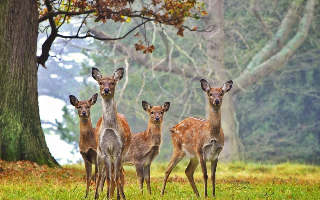 Deer herd (credit: warren farnell from Getty Images)