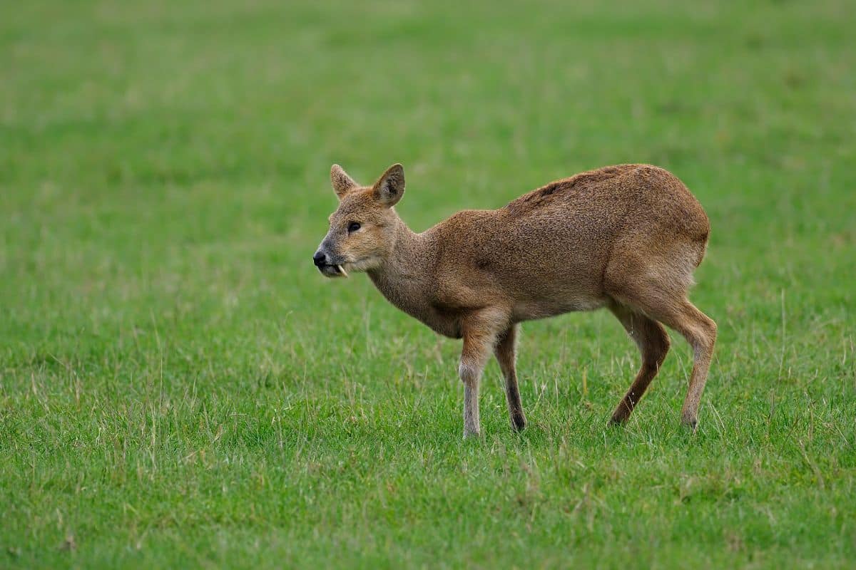 Water deer, Hydropotes inermis by MikeLane45 from Getty Images