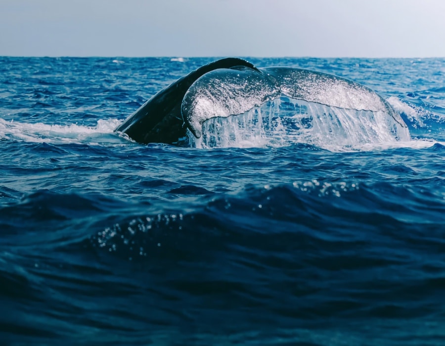 Whale tail in Pacific ocean